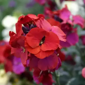Erysimum 'Winter Passion'